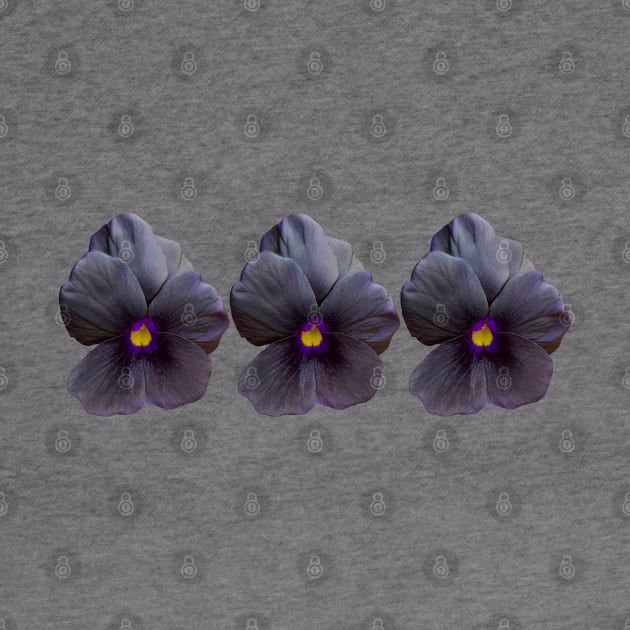 Three Black Viola Flowers Floral Photo by ellenhenryart